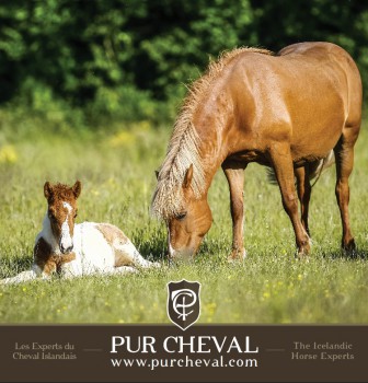 A cheval !