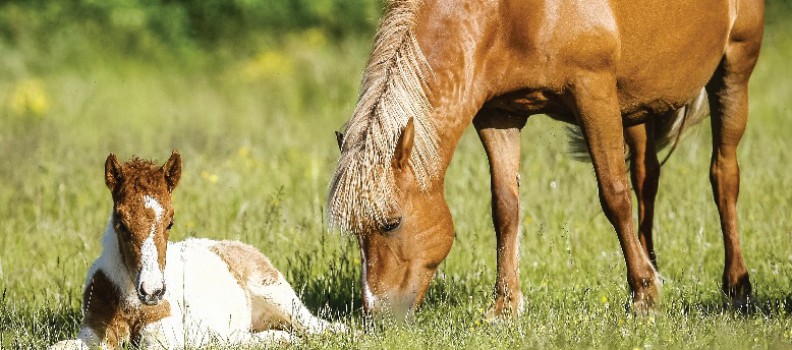 A cheval !